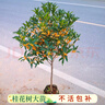 瑯闕八月金桂桂花樹(shù)苗地栽花卉盆栽庭院綠化濃香型 3cm粗源頭直發(fā) 曬單實(shí)拍圖