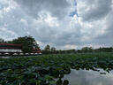 北極絨女士內(nèi)褲女純棉100%棉抗菌夏季薄款高彈透氣少女生中腰三角短褲衩 清新雛菊純棉系列 5條 L 【推薦體重95-125斤】 曬單實(shí)拍圖