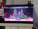 當貝智能生態(tài)魚(yú)缸1SUltra 魚(yú)缸+希騰聚財山造景套餐 新老款隨機發(fā)貨 曬單實(shí)拍圖