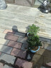 種花迷幸福樹(shù)綠植花卉小盆栽室內客廳辦公室D6 一盆四顆幸福樹(shù)(原盆發(fā)貨 幸福50-60厘米2顆(原盆發(fā)貨) 曬單實(shí)拍圖