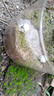 八芽趣味鮮活苔蘚微型景觀(guān)創(chuàng  )意室內桌面生態(tài)綠植盆栽盆景懶人好養植物 清境草原 帶玻璃杯 曬單實(shí)拍圖