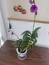 蘭花苗 七彩香水石斛 好養綠植濃香型石斛改善睡眠綠植 七彩石斛15苗當年開(kāi)花 帶水培盆 含盆 曬單實(shí)拍圖