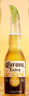 科羅娜（CORONA）特級啤酒330ml*12瓶啤酒整箱裝經(jīng)典拉格 中秋送禮  曬單實(shí)拍圖