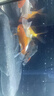 亞峰超白魚(yú)缸小型客廳小魚(yú)缸生態(tài)玻璃缸斗魚(yú)金魚(yú)缸家專(zhuān)用桌面造景全套 30CM缸+防跳缸蓋+過(guò)濾器+燈（送大禮包） 曬單實(shí)拍圖