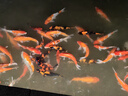 優(yōu)衣庫女裝層疊長(cháng)裙/半身裙長(cháng)裙裙子479740 41 杏黃色 M /160/66A 曬單實(shí)拍圖