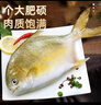 深海野生金鯧魚(yú) 金鯧魚(yú)3條【1.4斤-1.6斤/條】 曬單實(shí)拍圖
