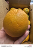 京覓 江西贛南臍橙 8斤凈重橙子大果170g起 紐荷爾甜橙水果源頭直發(fā) 曬單實(shí)拍圖