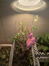 振牛植物補光燈大棚蔬菜花卉led室內綠植專(zhuān)用仿太陽(yáng)全光譜園林生長(cháng)燈 仿太陽(yáng)全光譜補光燈- 白光 30W 配3米燈頭開(kāi)關(guān)線(xiàn) 曬單實(shí)拍圖