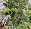 花財主大型盆栽綠植 檸檬樹(shù)鴨腳木發(fā)財樹(shù)天堂鳥(niǎo)綠植室內客廳大盆栽 S級香水檸檬1.5-1.7米【鉆石盆】 含盆 曬單實(shí)拍圖