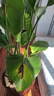 臨雅天堂鳥(niǎo)盆栽室內客廳大型綠植辦公室大葉植物花卉鶴望蘭去甲醛新房 天堂鳥(niǎo)1.3-1.5米+原盆 曬單實(shí)拍圖