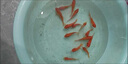 百綸木千草金魚(yú)觀(guān)賞魚(yú)冷水魚(yú)不加溫新手好養純種鳳尾大紅草魚(yú)苗 3-5cm草金魚(yú)20條 送魚(yú)糧 曬單實(shí)拍圖