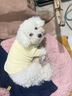 智宙寵物小狗狗衣服小型幼犬可牽引貓狗通用打底衫加厚泰迪比熊小貓咪 寵物打底衫洛克黃 L【建議體重8-11斤】 貓狗通用 親膚透氣 柔軟舒適 曬單實(shí)拍圖