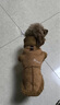 拉維佩特（LOVINGPET）寵物衣服小型犬 狗狗衣服小型犬泰迪比熊衣服保暖狗衣服桃皮絨 棕色 XL（建議8.5-12斤） 曬單實(shí)拍圖
