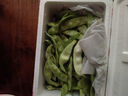 京鮮生山東新鮮油豆角3斤裝新鮮蔬菜源頭直發(fā)包郵 曬單實(shí)拍圖