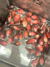 辰實(shí)【現挖】陽(yáng)荷姜新鮮 當季洋荷姜 洋河筍現摘蔬菜 2斤【現挖現發(fā)】 曬單實(shí)拍圖