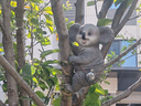 蔚然花屋 花園裝飾 庭院布置創(chuàng  )意攀爬小兔子擺件樹(shù)上小動(dòng)物掛件 攀爬動(dòng)物一套三只 曬單實(shí)拍圖