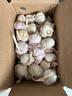 紫白皮蒜水果大蒜超市即食生鮮蔬菜大蒜 【實(shí)惠】 4.55斤 凈重單果3.5-5cm 曬單實(shí)拍圖
