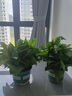 綠有意綠蘿盆栽室內(nèi)植物花卉綠植水培長藤垂吊大葉綠籮新房家用吸除甲醛 180綠加侖吸水綠蘿12盆+壺+30肥 帶盆帶土發(fā)貨 曬單實(shí)拍圖