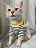 貓吖貓咪衣服秋冬保暖新款四腳背帶褲全包寵物狗狗衣服德文布偶防掉毛 黃色小熊背帶褲 M背長(cháng)30cm(貓7-10斤/狗6-10斤) 曬單實(shí)拍圖