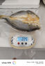 鮮京采寧德黃魚(yú)鲞4條/2斤(單條235-255g)三去處理魚(yú)類(lèi) 地標 源頭直發(fā) 曬單實(shí)拍圖