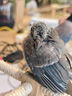 喜鵲飼料幼鳥(niǎo)提性開(kāi)口營(yíng)養鳥(niǎo)糧灰喜四喜鷯哥伯勞鳥(niǎo)通用高營(yíng)養鳥(niǎo)食 1袋裝【喜鵲鳥(niǎo)糧】 曬單實(shí)拍圖