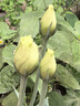 湯尼倍兒嬰兒帽子夏款薄款新生兒太陽帽防曬純棉可調(diào)節(jié)男女寶寶漁夫遮陽帽 繽紛菠蘿（夏季款） 0-3個(gè)月(帽圍42cm) 曬單實(shí)拍圖