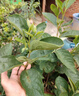 景琳涵無(wú)核柿子樹(shù)苗嫁接脆柿子苗庭院陽(yáng)臺盆栽地栽南方北方種植果樹(shù)苗 雞心柿子嫁接4年苗（當年結果） 曬單實(shí)拍圖