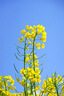 潔麗雅（Grace）新疆長(cháng)絨棉A類(lèi)毛巾2條裝 純棉加厚柔軟面巾吸水洗臉巾 深灰+深棕 曬單實(shí)拍圖