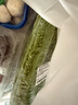 苦瓜約600g 曬單實(shí)拍圖