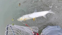 SHIMANO東麗原絲日本高端進(jìn)口釣魚(yú)線(xiàn)強拉力主線(xiàn)尼龍線(xiàn)子線(xiàn)超柔軟釣線(xiàn) 東の原絲透明子線(xiàn)【102米】保真 2.5號 曬單實(shí)拍圖