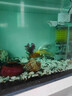 招財進(jìn)寶中國紅錦鯉金魚(yú)活體冷水觀(guān)賞魚(yú)草金魚(yú)小型寵物好養耐活 黑黃白紅10-12cm各一條 曬單實(shí)拍圖