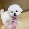 寵六福純種比熊幼犬小型犬寵物狗狗活體小狗活物幼崽 寵物級 公 曬單實(shí)拍圖