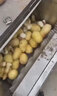 馳能全自動去皮機商用毛刷削皮機土豆削皮機生姜果蔬馬鈴薯番薯芋頭脫皮清洗一體機 土豆去皮機定 制金 曬單實拍圖
