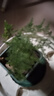 文竹盆栽綠植花卉盆景植物室內客廳水培文松云竹文竹大苗四季常青 文竹【1顆】原盆原土球發(fā)貨 高度15-25cm 曬單實(shí)拍圖