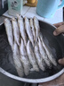 小黃魚新鮮冷凍海鮮野生海捕黃花魚1斤10條海水魚廠家直銷批發(fā) 小黃魚500g/袋*3（30條） 曬單實拍圖