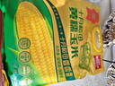 十月稻田 黃糯玉米 3.52斤(220g*8根) 25年新玉米 低脂 早餐零食 東北玉米 曬單實(shí)拍圖