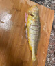 三都港 寧德鮮凍原條黃花魚(yú)凈重2斤/2條 寧德大黃魚(yú) 生鮮 中秋 曬單實(shí)拍圖