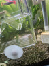 日清丸紅飼料熱帶魚(yú)燈魚(yú)斗魚(yú)孔雀魚(yú)金魚(yú)慈鯛魚(yú)苗B1B2C1S1日本品牌 左下角進(jìn)店 亞成B2飼料（50克） 曬單實(shí)拍圖