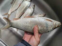 誘魚(yú)燈水下聚魚(yú)燈黑坑野釣超聲波探魚(yú)器通殺釣魚(yú)神器夜釣燈釣魚(yú)燈 單個(gè)裝【 三秒聚攏】 曬單實(shí)拍圖
