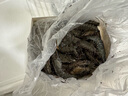 東上御品 鮮凍黑虎蝦大號 凈重2斤 20-30只/盒 印度海鮮蝦類(lèi)年貨-源頭直發(fā) 曬單實(shí)拍圖