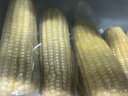 農科玉336五常甜糯玉米4.6斤 9-10根雜糧苞米東北黏玉米棒粗糧代餐禮盒 曬單實(shí)拍圖