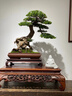 卓美御庭羅漢松盆景室內外桌面辦公室庭院老樁真樹(shù)迎客松高端盆栽中秋禮物 精品羅漢松01號 曬單實(shí)拍圖