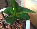 重瓣紅三角梅盆栽帶花三角梅苗勤花品種爬藤老樁室內花卉植物四季 中國紅 3年苗【當年開(kāi)花】不含盆 曬單實(shí)拍圖
