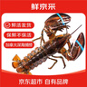 鮮京采 鮮活波士頓龍蝦 凈重450-550g/只 保鮮不?；?中秋海鮮 源頭直發(fā) 曬單實(shí)拍圖