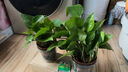 綠有意綠蘿盆栽室內植物花卉綠植水培長(cháng)藤垂吊大葉綠籮新房家用吸除甲醛 120白菱形吸水綠蘿10盆+壺+10肥 帶盆帶土發(fā)貨 曬單實(shí)拍圖