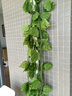 仿真藤條綠蘿葉婚慶節慶裝飾假樹(shù)葉藤蔓塑料花藤下水管道遮擋綠葉 20葉大號綠蘿葉【48條115米】 曬單實(shí)拍圖