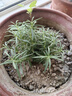 迷迭香苗盆栽可食用驅蚊植物香草薄荷苗綠植物室內煎牛排水培花卉 迷迭香原盆土1盆 盆徑約12cm 含盆高約25cm 曬單實(shí)拍圖