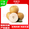 京鮮生山東煙臺萊陽(yáng)秋月梨凈重8斤 單果300g+ 生鮮水果 源頭直發(fā)包郵 曬單實(shí)拍圖