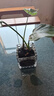 愛(ài)你一萬(wàn)年天堂鳥(niǎo)無(wú)土純水培植物室內好養綠植水培水養易活桌面綠植吸除甲醛 A級 水培天堂鳥(niǎo) 50-60厘米 3顆 曬單實(shí)拍圖