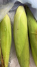 京鮮生云南水果玉米5斤 鮮甜玉米棒 甜脆多汁 新鮮蔬菜 源頭直發(fā)包郵 曬單實(shí)拍圖